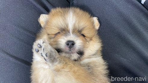 成約済の兵庫県のポメラニアン-311232の3枚目